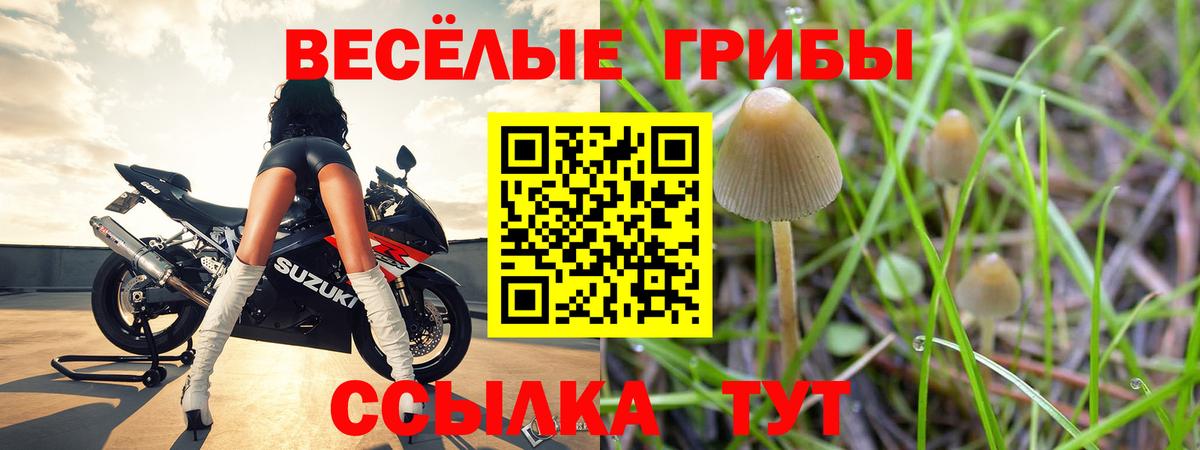 Галлюциногенные грибы Psilocybe Тула